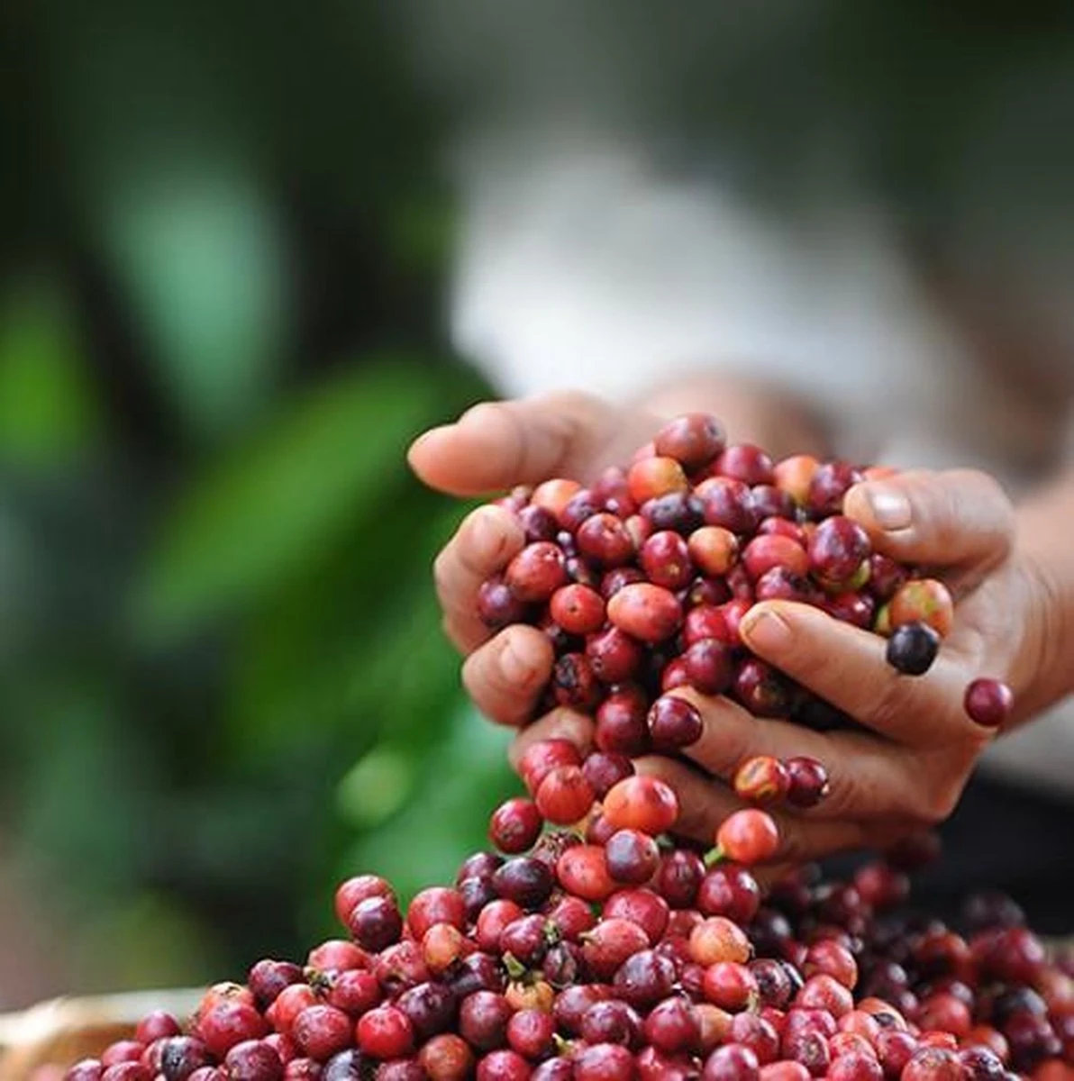 Nescafé Dolce Gusto Cortado Espresso Macchiato Capsules - 90 Koffiecups - Afbeelding 7