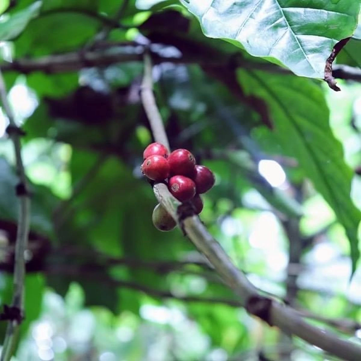 Kopi Luwak Koffie. 35 Gram Ongemalen Bonen. Direct Trade. Single Origin. The Original By Rich.Exclusive. - Afbeelding 11