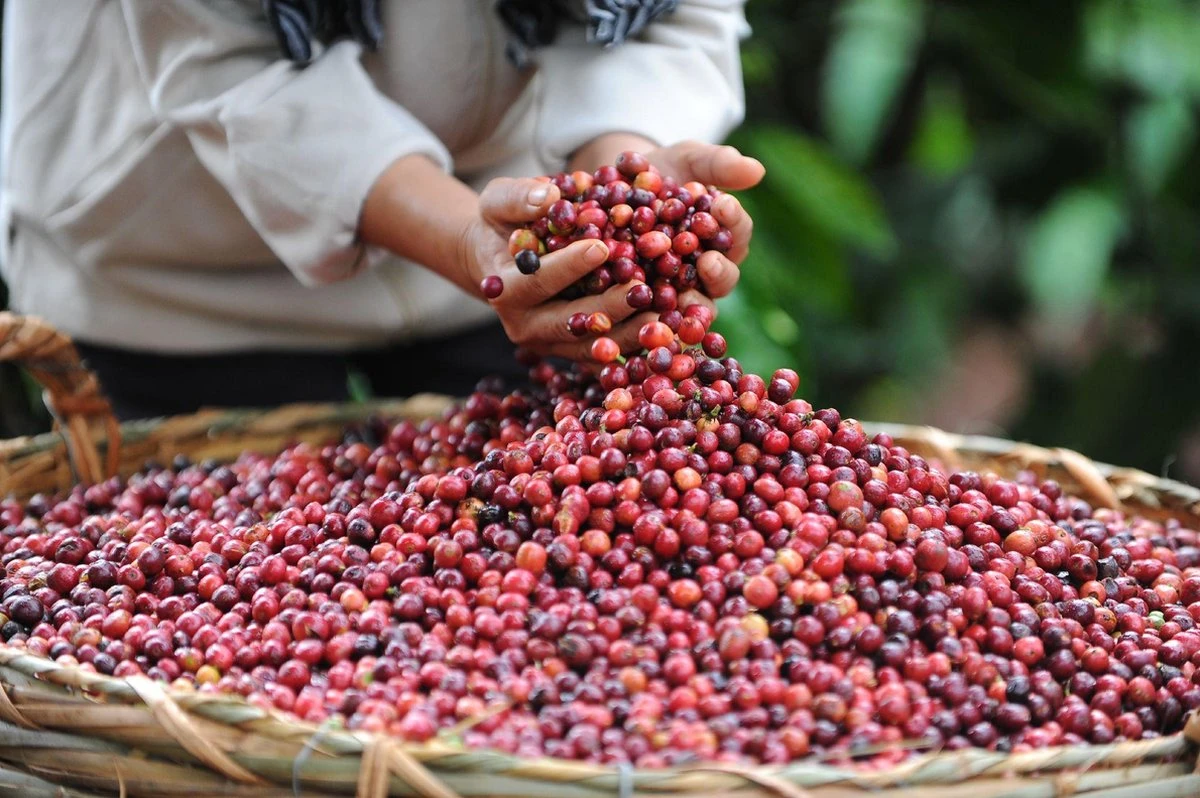 Nescafé Gold Oploskoffie - 6 Doosjes à 25 Zakjes - Afbeelding 5