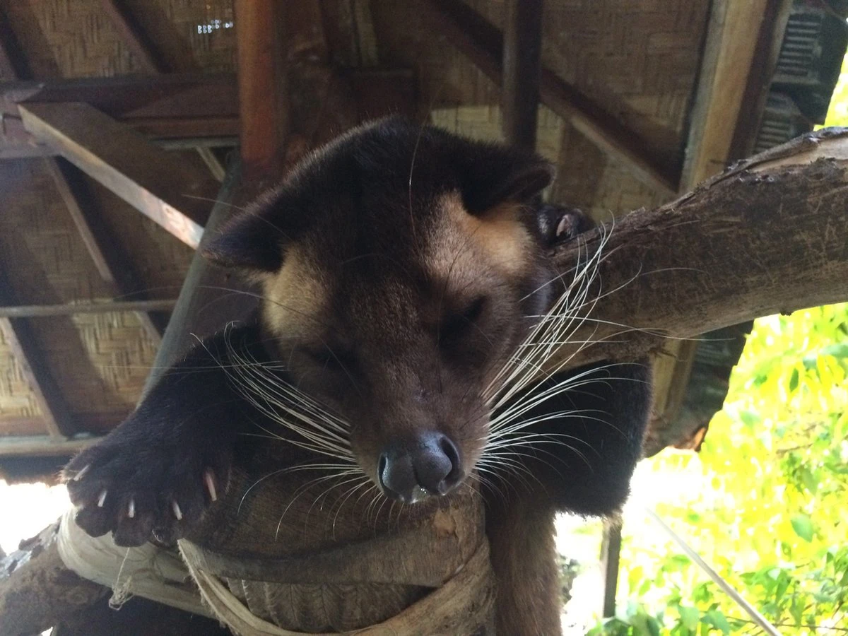 Kopi Luwak Koffie. 35 Gram Ongemalen Bonen. Direct Trade. Single Origin. The Original By Rich.Exclusive. - Afbeelding 7